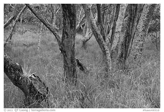 Dryland forest and grasses. Hawaii Volcanoes National Park (black and white)