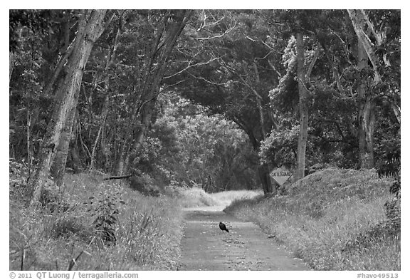 Bird on Mauna Load Road. Hawaii Volcanoes National Park (black and white)