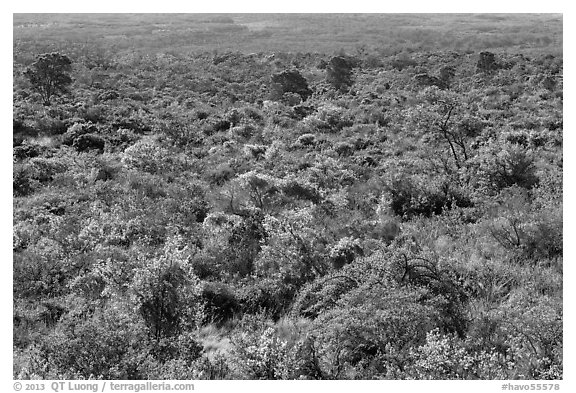 Forest on Mauna Loa slopes. Hawaii Volcanoes National Park (black and white)