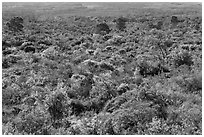 Forest on Mauna Loa slopes. Hawaii Volcanoes National Park ( black and white)