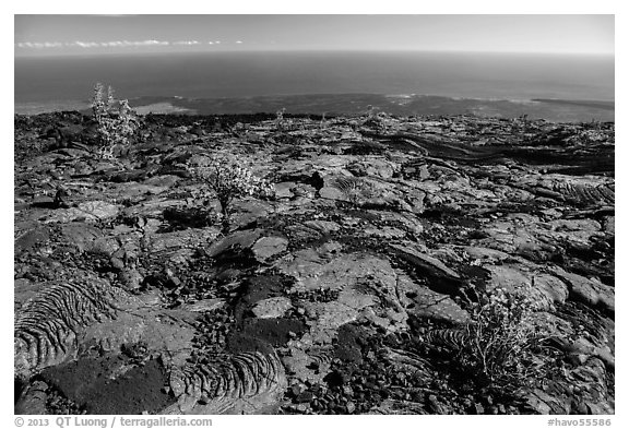 Ohia shrubs on lava flow overlooking Pacific Ocean. Hawaii Volcanoes National Park (black and white)