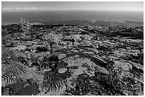 Ohia shrubs on lava flow overlooking Pacific Ocean. Hawaii Volcanoes National Park, Hawaii, USA. (black and white)