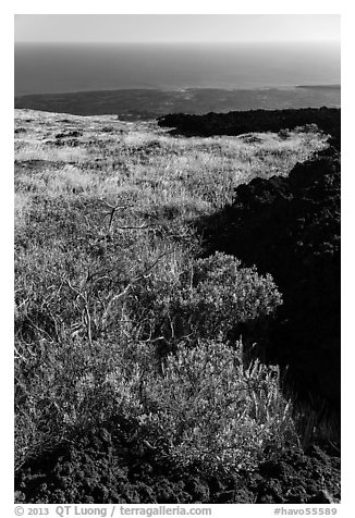 Grass patch bordering barren aa lava flow. Hawaii Volcanoes National Park (black and white)