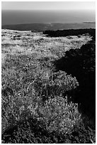 Grass patch bordering barren aa lava flow. Hawaii Volcanoes National Park, Hawaii, USA. (black and white)