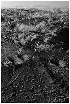 Archaeological site of Puu Loa. Hawaii Volcanoes National Park, Hawaii, USA. (black and white)