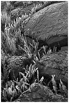 Ferns growing in cracks of lava rock. Hawaii Volcanoes National Park ( black and white)