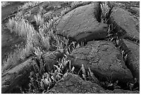 Cracked lava rocks and ferns at sunset. Hawaii Volcanoes National Park ( black and white)