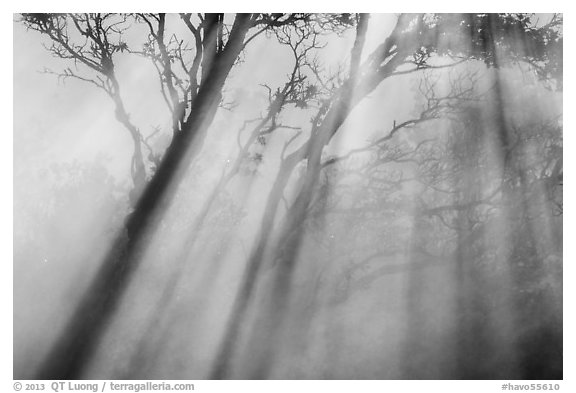 Trees and sunrays, Steaming Bluff. Hawaii Volcanoes National Park (black and white)