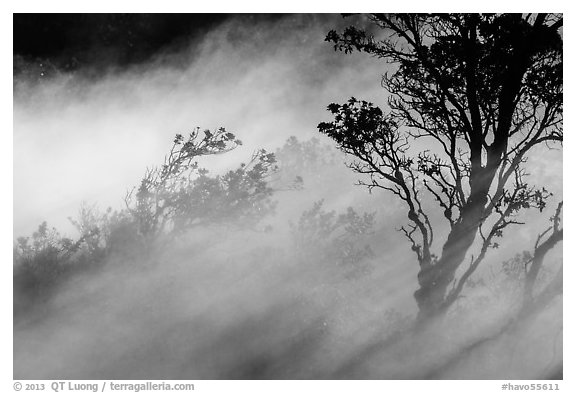 Trees and volcanic steam, Steaming Bluff. Hawaii Volcanoes National Park (black and white)