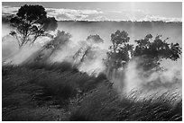 Grasses and trees, Steaming Bluff. Hawaii Volcanoes National Park ( black and white)
