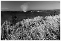 Grasses on rim of Halemaumau Crater. Hawaii Volcanoes National Park ( black and white)