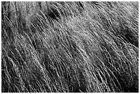 Grasses blowing in wind. Hawaii Volcanoes National Park ( black and white)