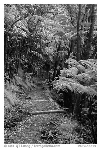 Giant ferns bordering Kīlauea Iki Trail. Hawaii Volcanoes National Park (black and white)