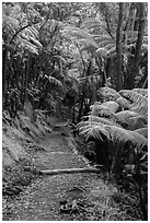 Giant ferns bordering Kīlauea Iki Trail. Hawaii Volcanoes National Park ( black and white)