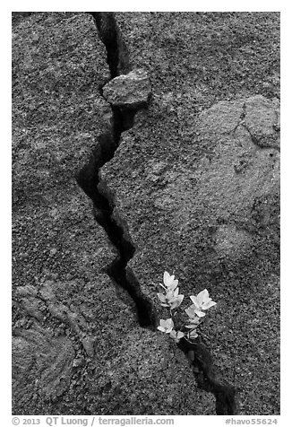 Shrub and crack, Kilauea Iki crater. Hawaii Volcanoes National Park (black and white)