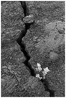 Shrub and crack, Kilauea Iki crater. Hawaii Volcanoes National Park, Hawaii, USA. (black and white)