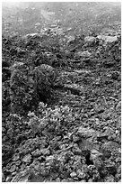 Ohelo shrub and chaotic lava, Kilauea Iki crater. Hawaii Volcanoes National Park ( black and white)