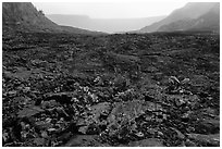 New growth on Kilauea Iki crater floor. Hawaii Volcanoes National Park ( black and white)