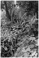 Kahil Ginger plants on rim of Kilauea Iki crater. Hawaii Volcanoes National Park ( black and white)
