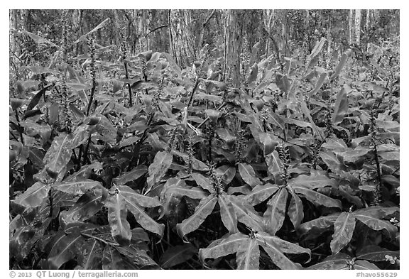 Kahil Ginger flowers and koa trees. Hawaii Volcanoes National Park (black and white)
