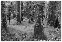 Old-growth forest of koa on kipuka. Hawaii Volcanoes National Park ( black and white)