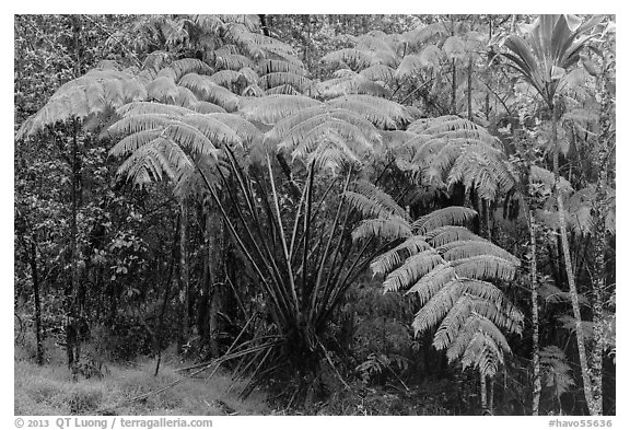 Giant ferns in Kipuka Puaulu old growth forest. Hawaii Volcanoes National Park (black and white)