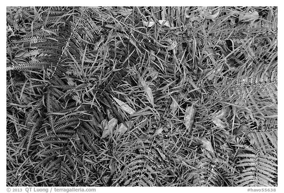 Ground close-up with ferns, grasses, and fallen koa leaves. Hawaii Volcanoes National Park (black and white)