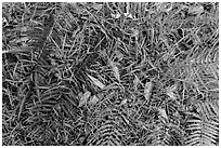 Ground close-up with ferns, grasses, and fallen koa leaves. Hawaii Volcanoes National Park, Hawaii, USA. (black and white)