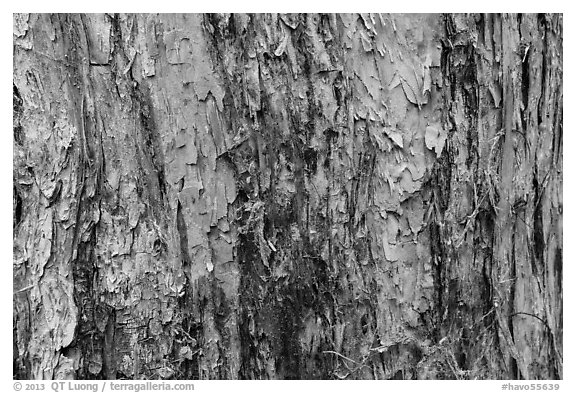 Bark detail, old-growth koa tree, Kīpukapuaulu. Hawaii Volcanoes National Park, Hawaii, USA.