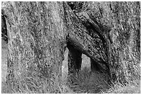Base of Ohia tree with multiple trunks. Hawaii Volcanoes National Park ( black and white)