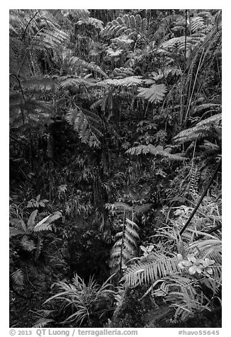 Ferns above lava skylight. Hawaii Volcanoes National Park (black and white)