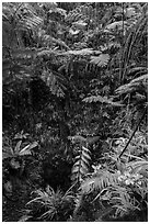 Ferns above lava skylight. Hawaii Volcanoes National Park ( black and white)