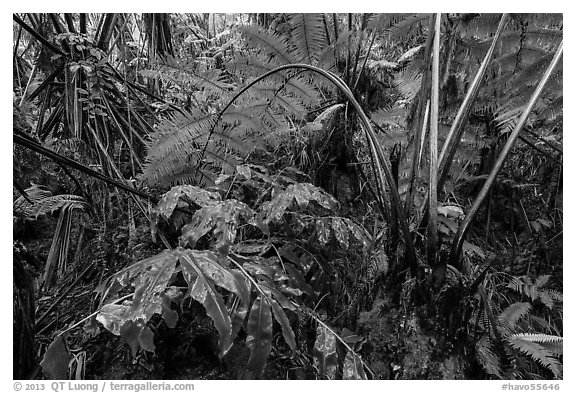 Giant tree ferns glistering with rainwater. Hawaii Volcanoes National Park (black and white)
