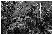 Giant tree ferns glistering with rainwater. Hawaii Volcanoes National Park ( black and white)