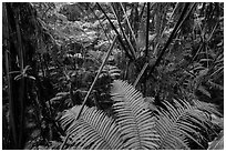 Ferns in lush rainforest. Hawaii Volcanoes National Park ( black and white)
