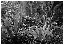 Paleotropical rainforest floor near Saua, Tau Island. National Park of American Samoa ( black and white)