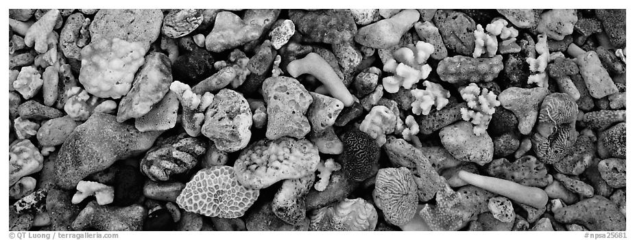 Close-up detail of beached coral, Tau Island. National Park of American Samoa (black and white)