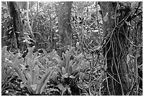 Ferns in coastal paleotropical rainforest near Saua, Tau Island. National Park of American Samoa ( black and white)