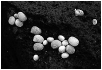 Shells on balsalt rock, Tau Island. National Park of American Samoa ( black and white)