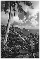 Palm tree and wild ginger along the road from Afono to Vatia, Tutuila Island. National Park of American Samoa ( black and white)