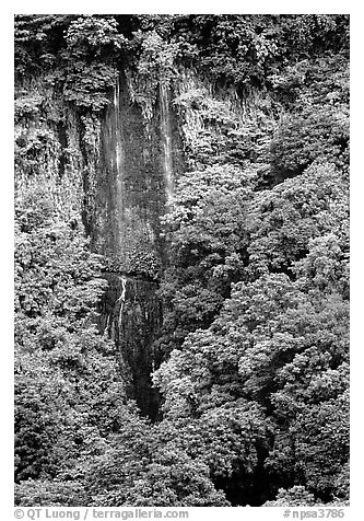 Ephemeral waterfall in Amalau Valley, Tutuila Island. National Park of American Samoa