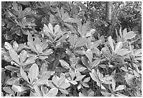 Leaves in tropical forest, Tutuila Island. National Park of American Samoa ( black and white)