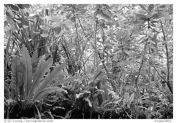 Coastal rainforest mixed with subsistence plantation, Tutuila Island. National Park of American Samoa (black and white)