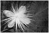 Delicate tropical flower and leaf, Tutuila Island. National Park of American Samoa ( black and white)