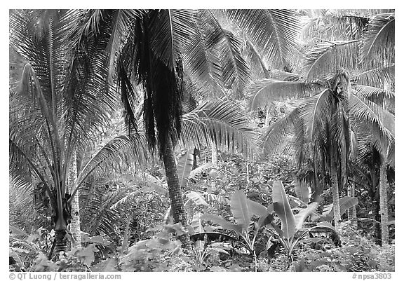 Mix of native and planted tropical plants, Tutuila Island. National Park of American Samoa (black and white)
