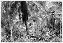 Mix of native and planted tropical plants, Tutuila Island. National Park of American Samoa (black and white)