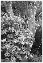Tropical tree trunk, Tutuila Island. National Park of American Samoa ( black and white)