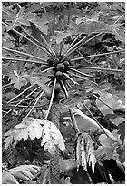 Tropical tree branches and fruits, Tutuila Island. National Park of American Samoa ( black and white)