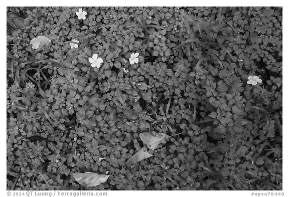 Close-up of flowers, fallen leaves and ground cover. National Park of American Samoa (black and white)