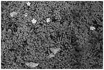 Close-up of flowers, fallen leaves and ground cover. National Park of American Samoa ( black and white)